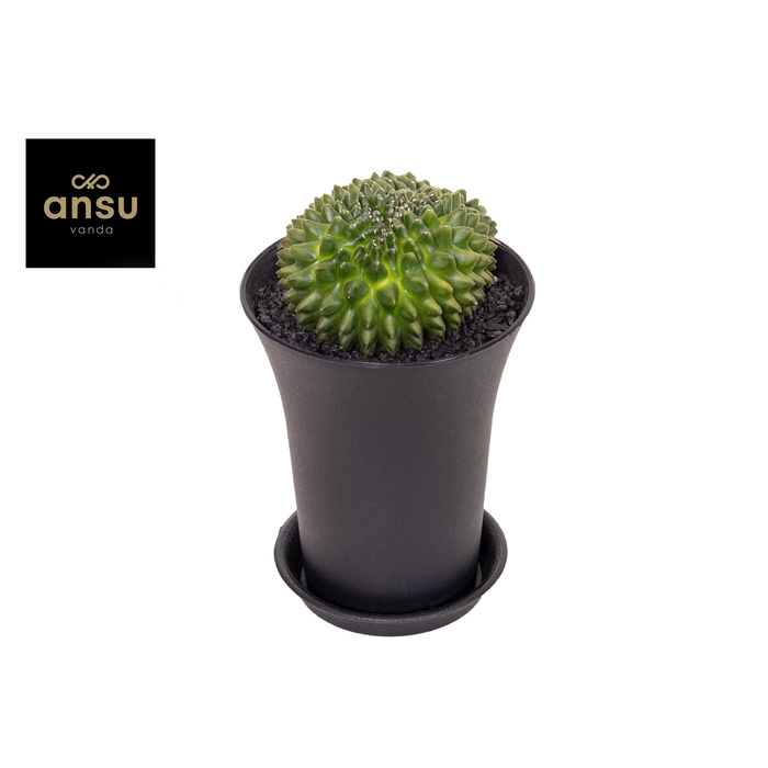 <h4>CACTUS OV</h4>