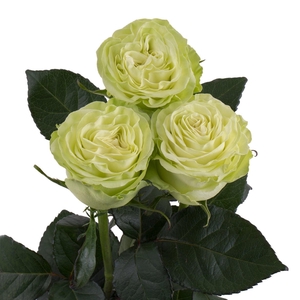 ROSA WASABI 040 CM VERDE ESTUFA
