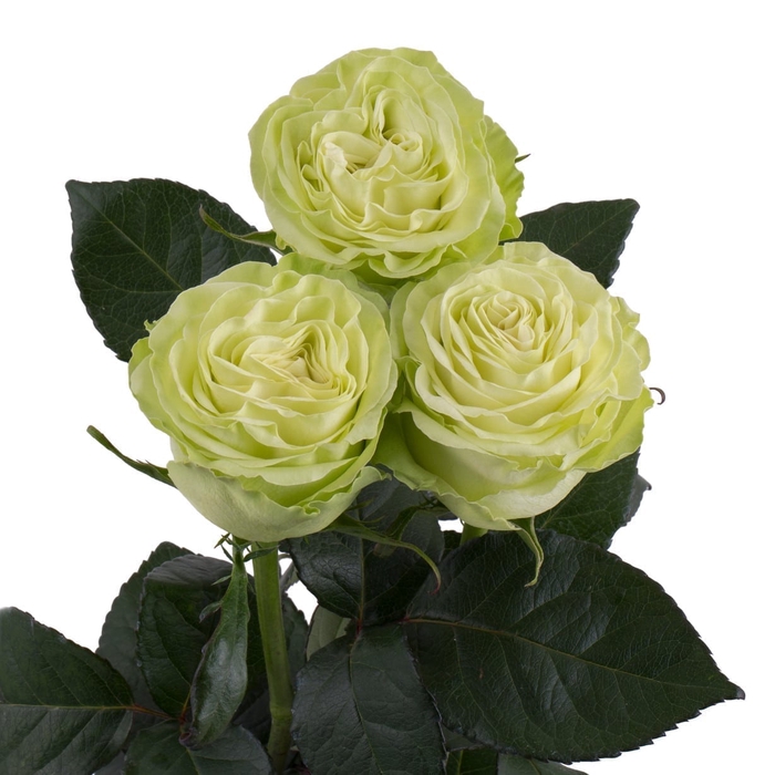 <h4>ROSA WASABI 040 CM VERDE ESTUFA</h4>