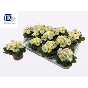 PRIM AC OBSID L YELL