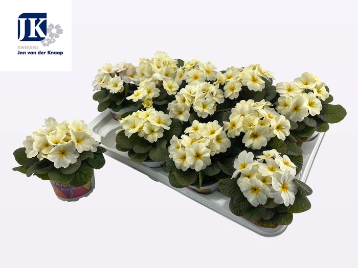 <h4>PRIM AC OBSID L YELL</h4>