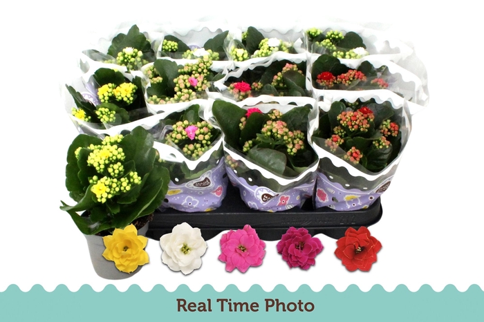 <h4>KAL GE GEM 5 KL</h4>