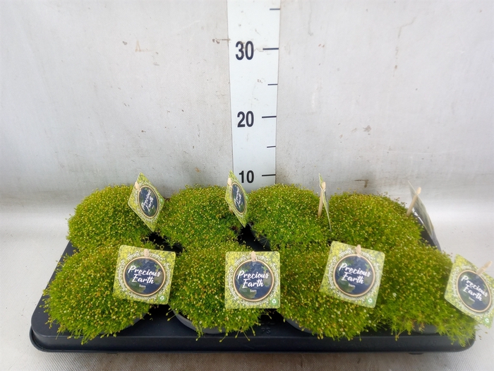 <h4>Sagina subulata</h4>