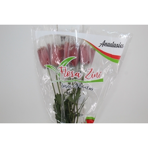 ANASTASIA CHISPA 080 CM BICOLOR