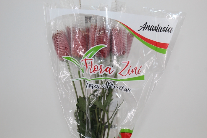 <h4>ANASTASIA CHISPA 080 CM BICOLOR</h4>