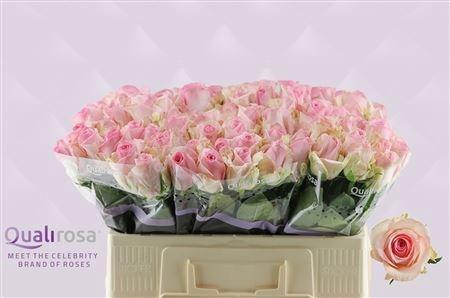 <h4>R GR AVALANCHE SORB+</h4>