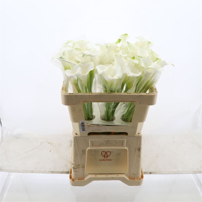 <h4>Calla White Mambo</h4>