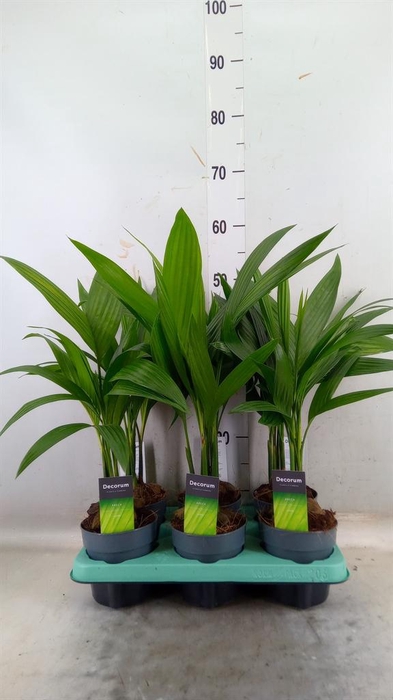 <h4>Areca catechu</h4>