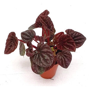 MINI PEPEROMIA CAPERATA LUNA RED