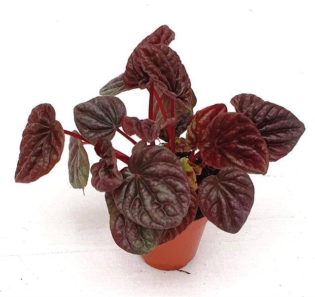 <h4>MINI PEPEROMIA CAPERATA LUNA RED</h4>