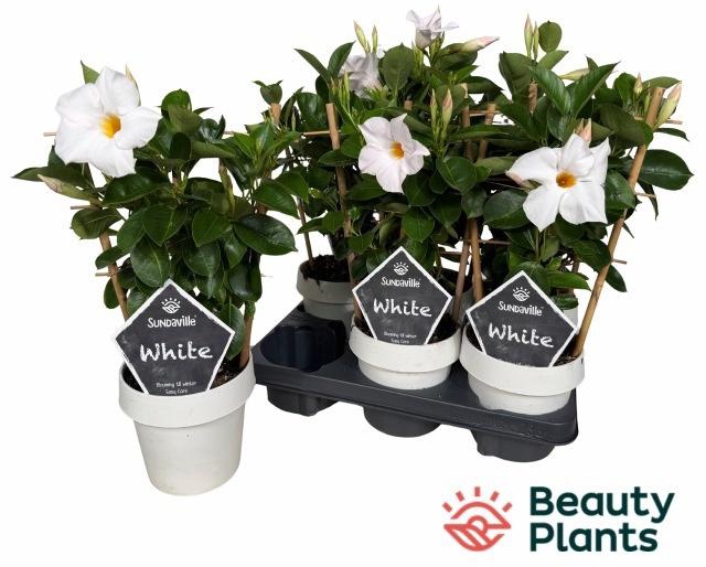 <h4>MANDE SUN WHITE</h4>