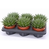 Aloe Aristata Magic SuPure® 12 ROCKS, beperkt leverbaar