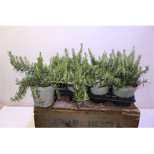 Rosmarino Off. Cesp 14