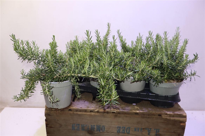 <h4>Rosmarino Off. Cesp 14</h4>