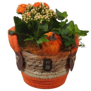 PTHI3290 Arrangement Autumn Indoor in rieten mand