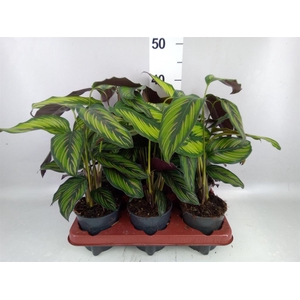 Calathea  'Beautystar'