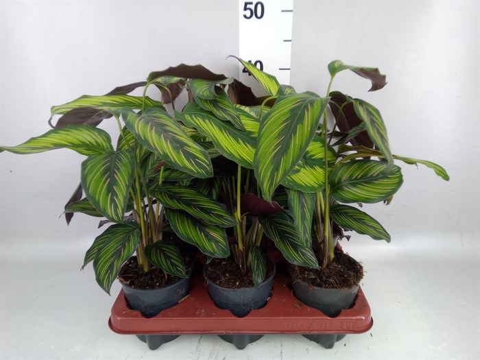 <h4>Calathea  'Beautystar'</h4>