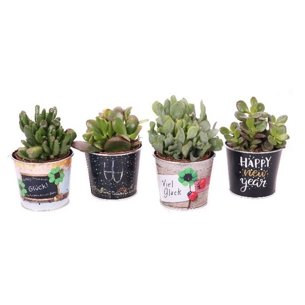 <h4>Crassula mix 8,5 cm in zinken silvester potje</h4>