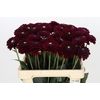 Dahlia Black Fox