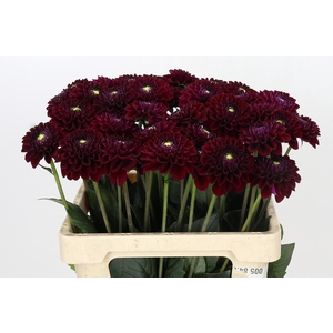 Dahlia Black Fox