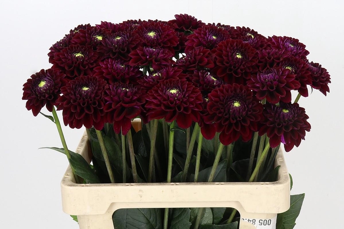 Dahlia Black Fox