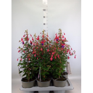 Fuchsia  'Bella Fuchsia Evita'