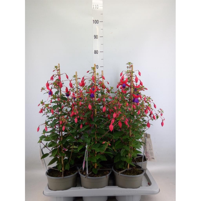 <h4>Fuchsia  'Bella Fuchsia Evita'</h4>