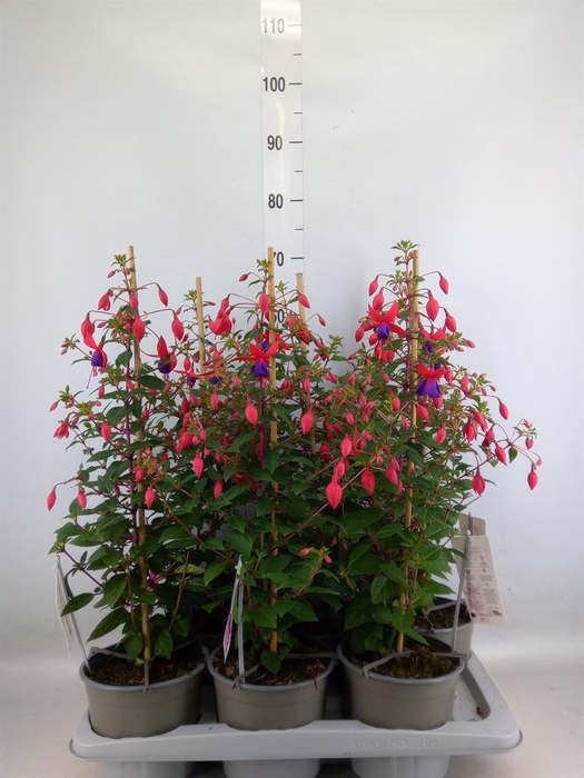 Fuchsia  'Bella Fuchsia Evita'