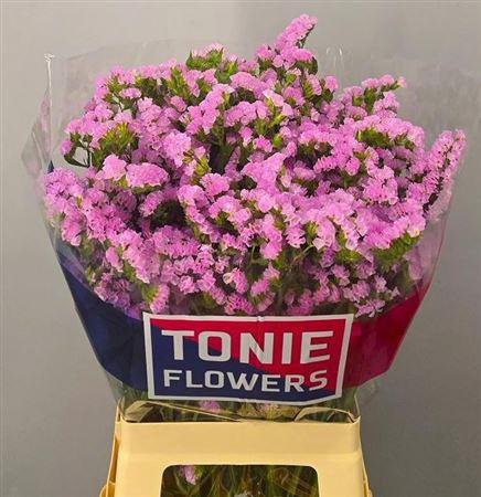 <h4>LIM S ROSELLA SUN BIRDS 70/40GR</h4>