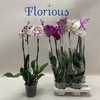 PHAL GEM