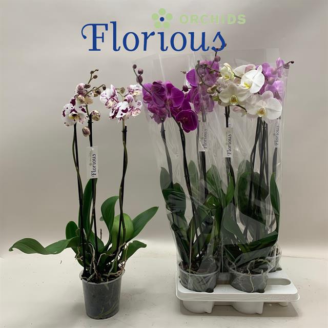 PHAL GEM
