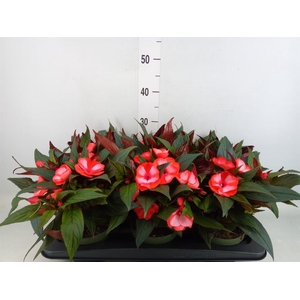 Impatiens NG 'Tamarinda Red Bicol'
