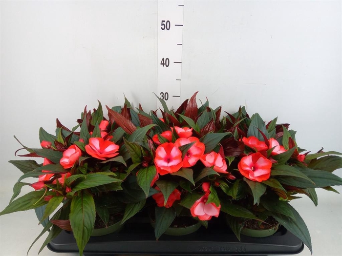 <h4>Impatiens NG 'Tamarinda Red Bicol'</h4>