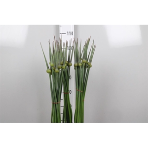 Allium Cepa Judith
