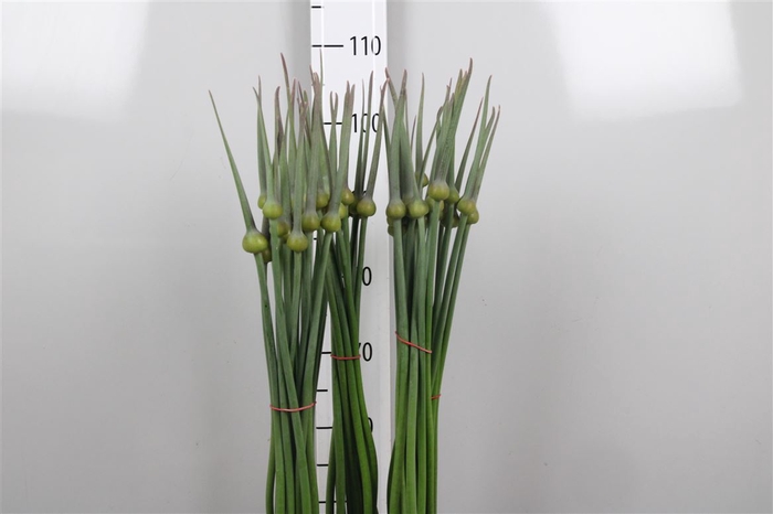 <h4>Allium Cepa Judith</h4>