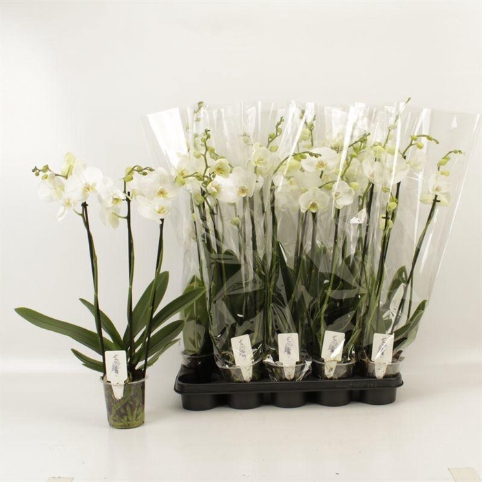 <h4>PHAL OV WIT</h4>