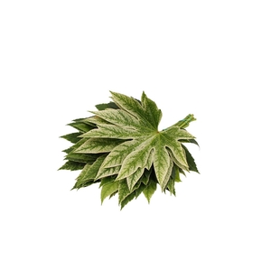 Aralia Spider ( 30 ) ( Medium )