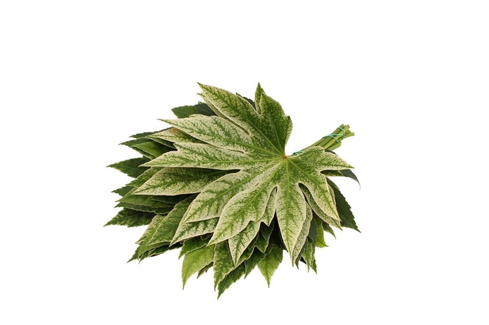 <h4>Aralia Spider ( 30 ) ( Medium )</h4>