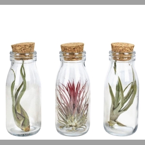 ARR TILLANDSIA