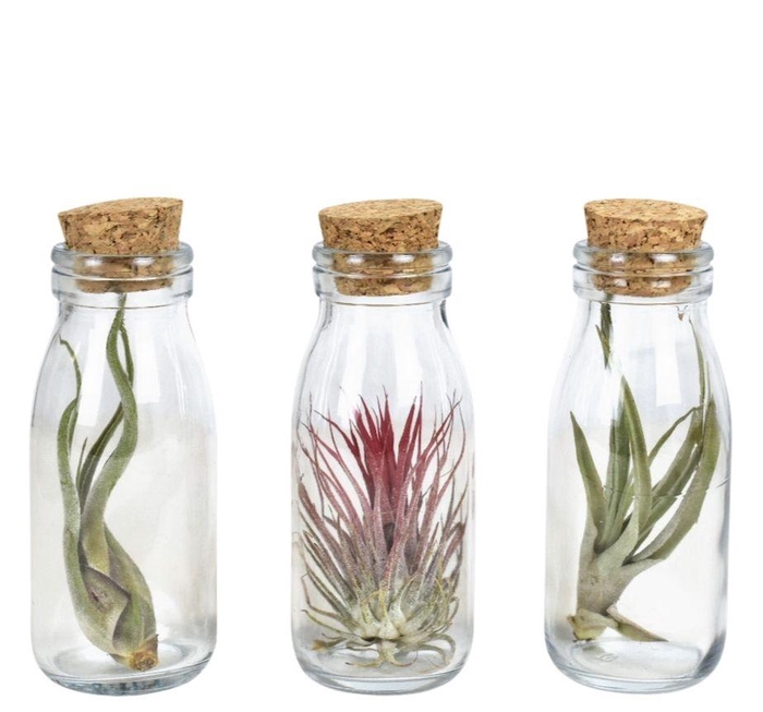 <h4>ARR TILLANDSIA</h4>