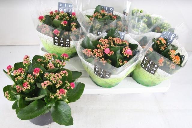 <h4>KAL GE GEM 5 KL</h4>