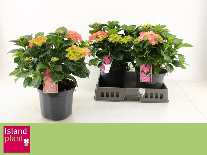 <h4>HYDR M EARLY ROSA</h4>