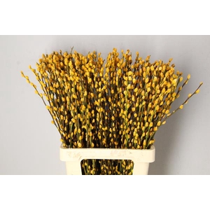 Salix Snowflake 70cm Yellow O.