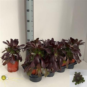 Aeonium Ab Velours
