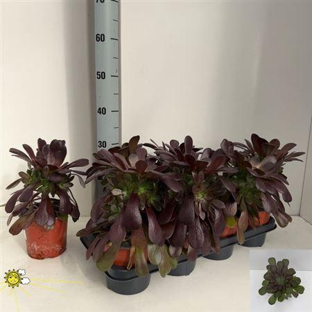 <h4>Aeonium Ab Velours</h4>
