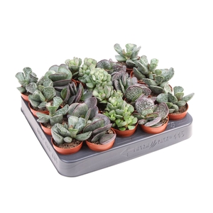 Adromischus Gemengd