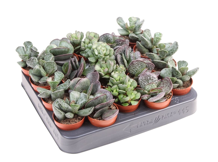 <h4>Adromischus Gemengd</h4>