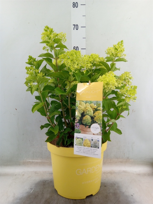 <h4>Hydrangea pan.</h4>