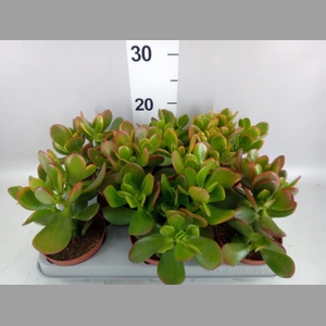 Crassula ovata 'Sunset'