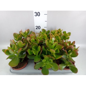 Crassula ovata 'Sunset'